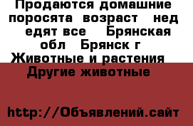 Продаются домашние поросята, возраст 6 нед., едят все. - Брянская обл., Брянск г. Животные и растения » Другие животные   